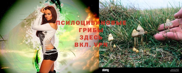 ПСИЛОЦИБИНОВЫЕ ГРИБЫ Балабаново